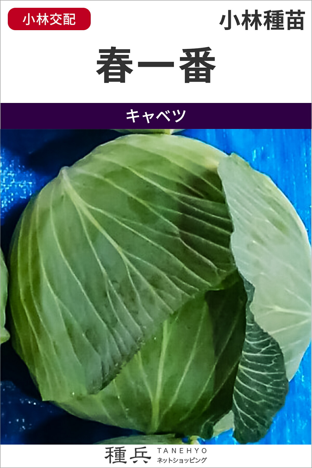 寒玉球菜 種 『春一番』  小林種苗