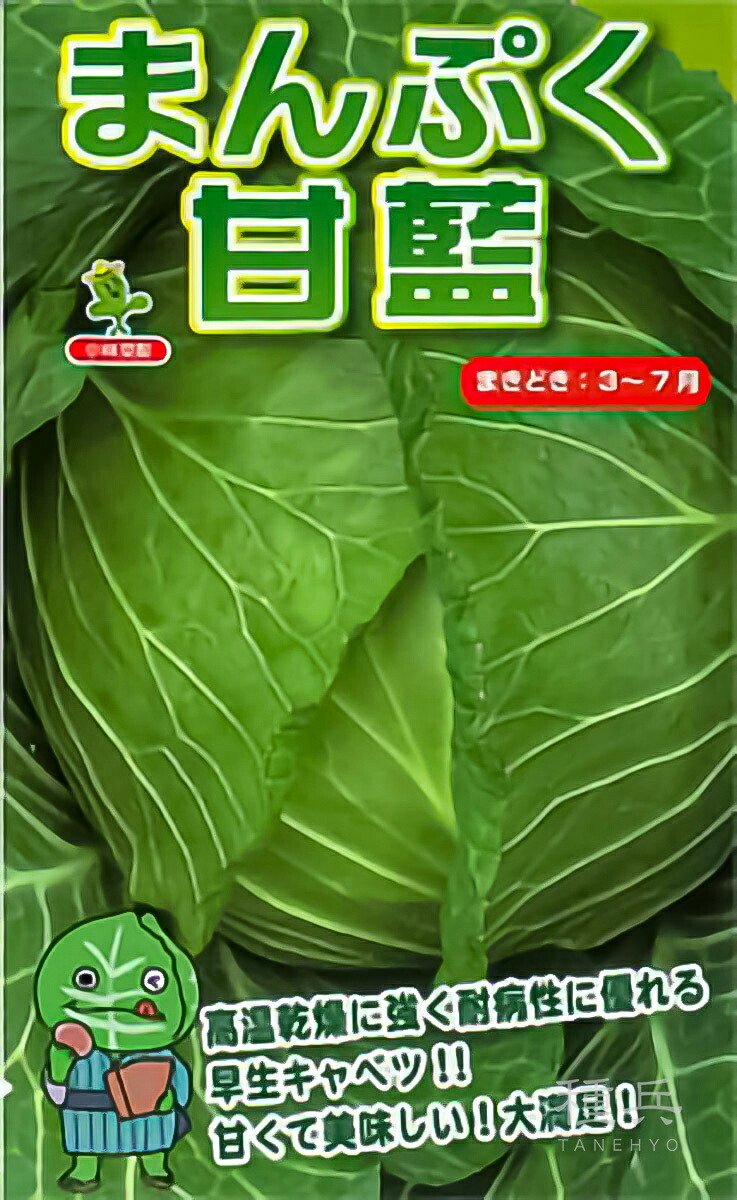 早生球菜 種 『まんぷく球菜』  小林種苗