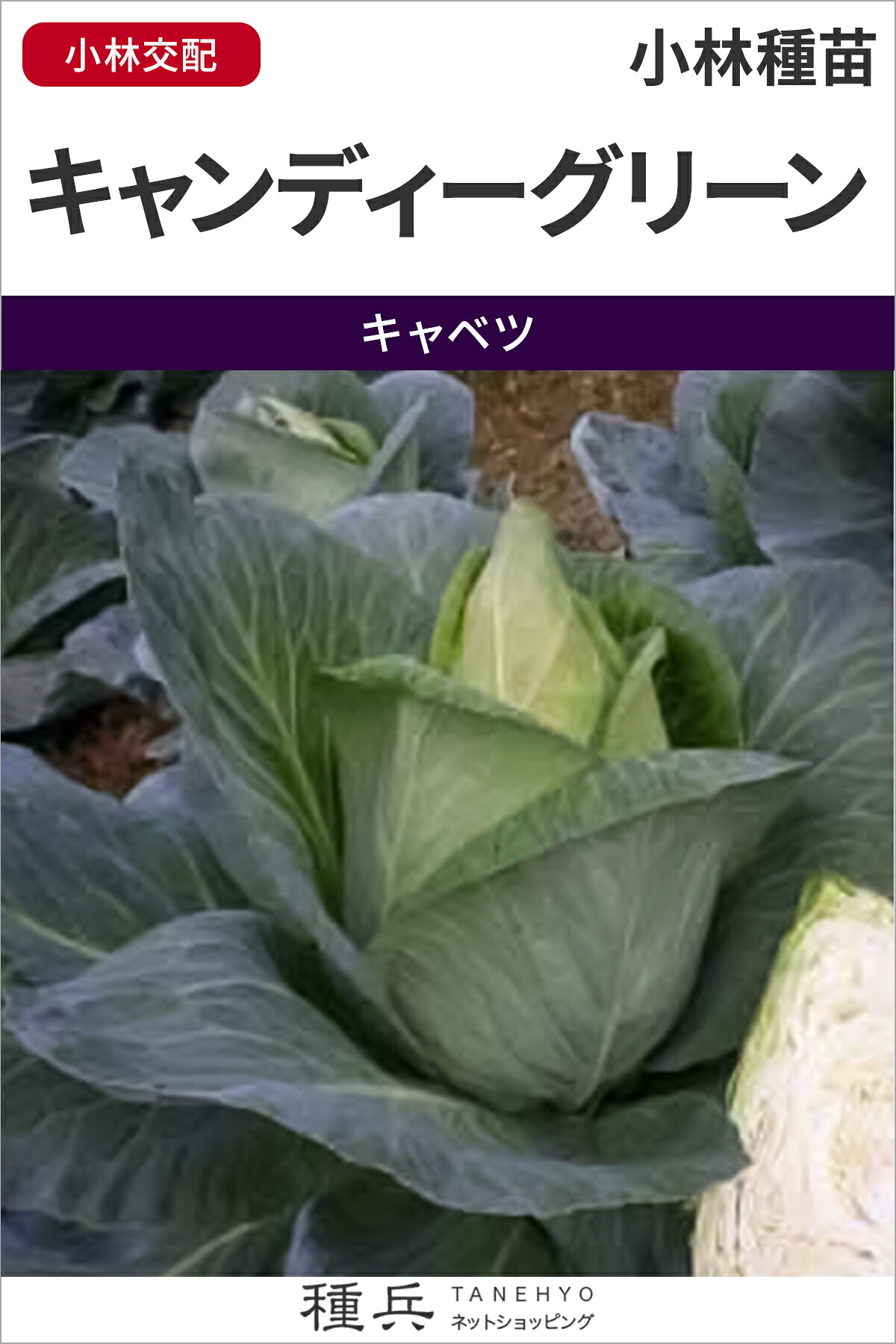 三角キャベツ 種 『キャンディーグリーン』 小林種苗