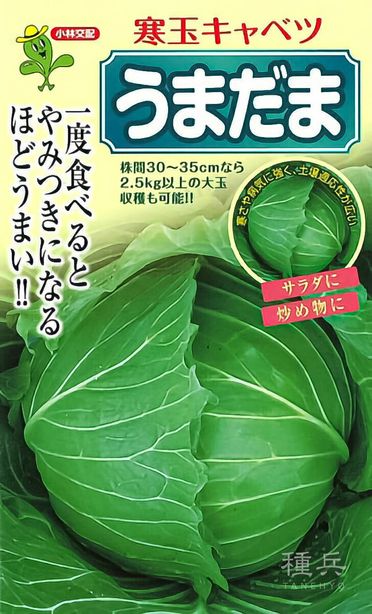 寒玉球菜 種 『うまだま』  小林種苗