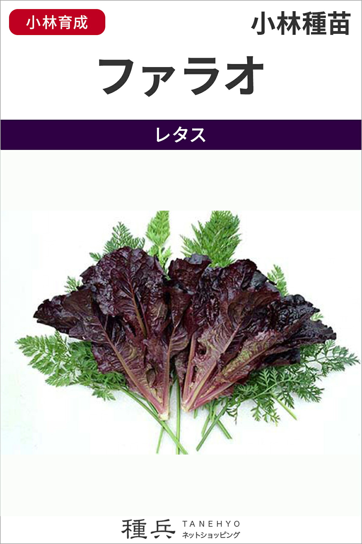 岩礁萵苣 種 『ファラオ』  小林種苗