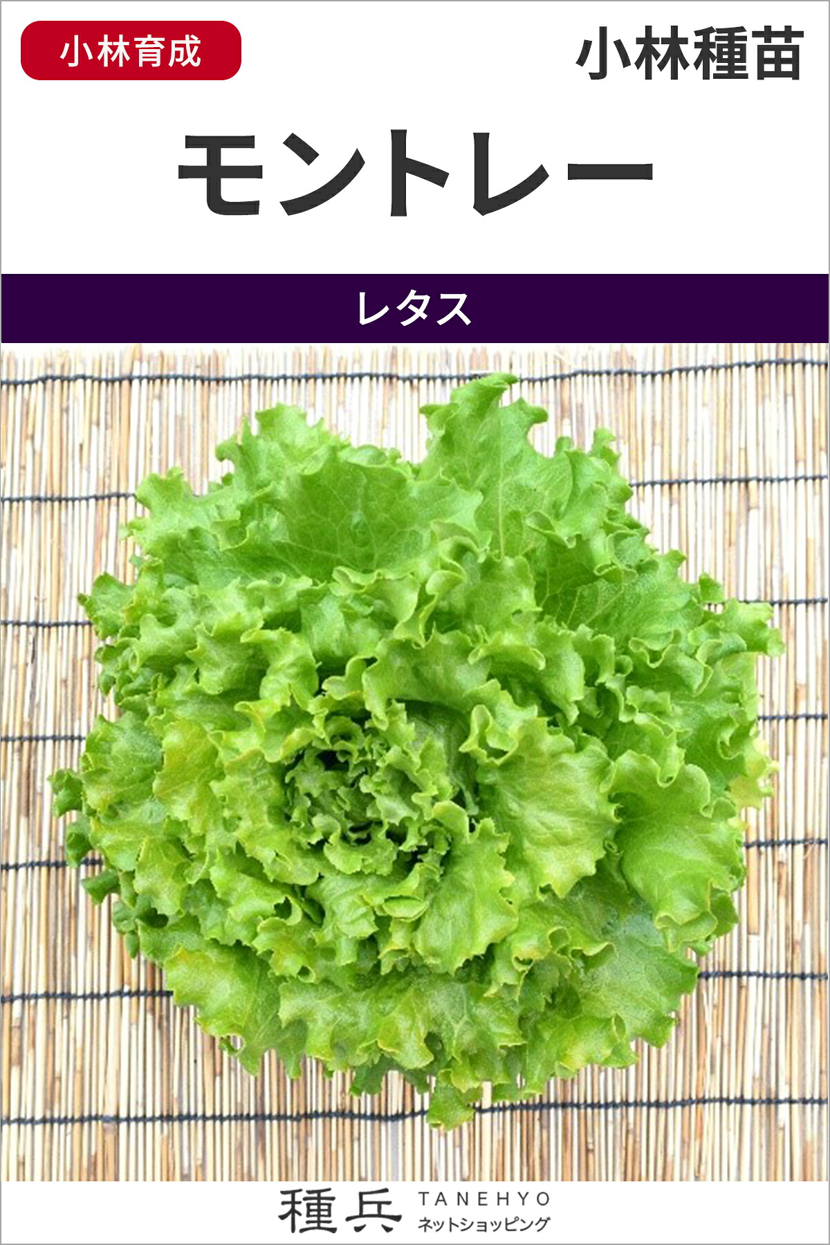 岩礁萵苣 種 『モン御盆』  小林種苗