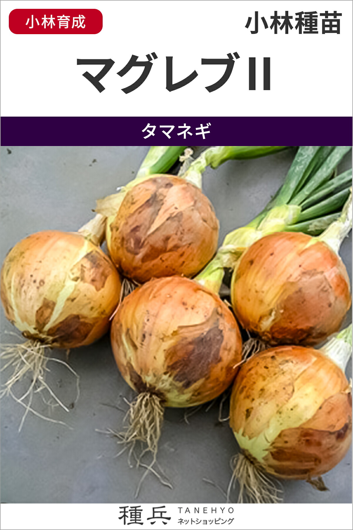 中晩生玉ねぎ 種 『マグレブII』  小林種苗
