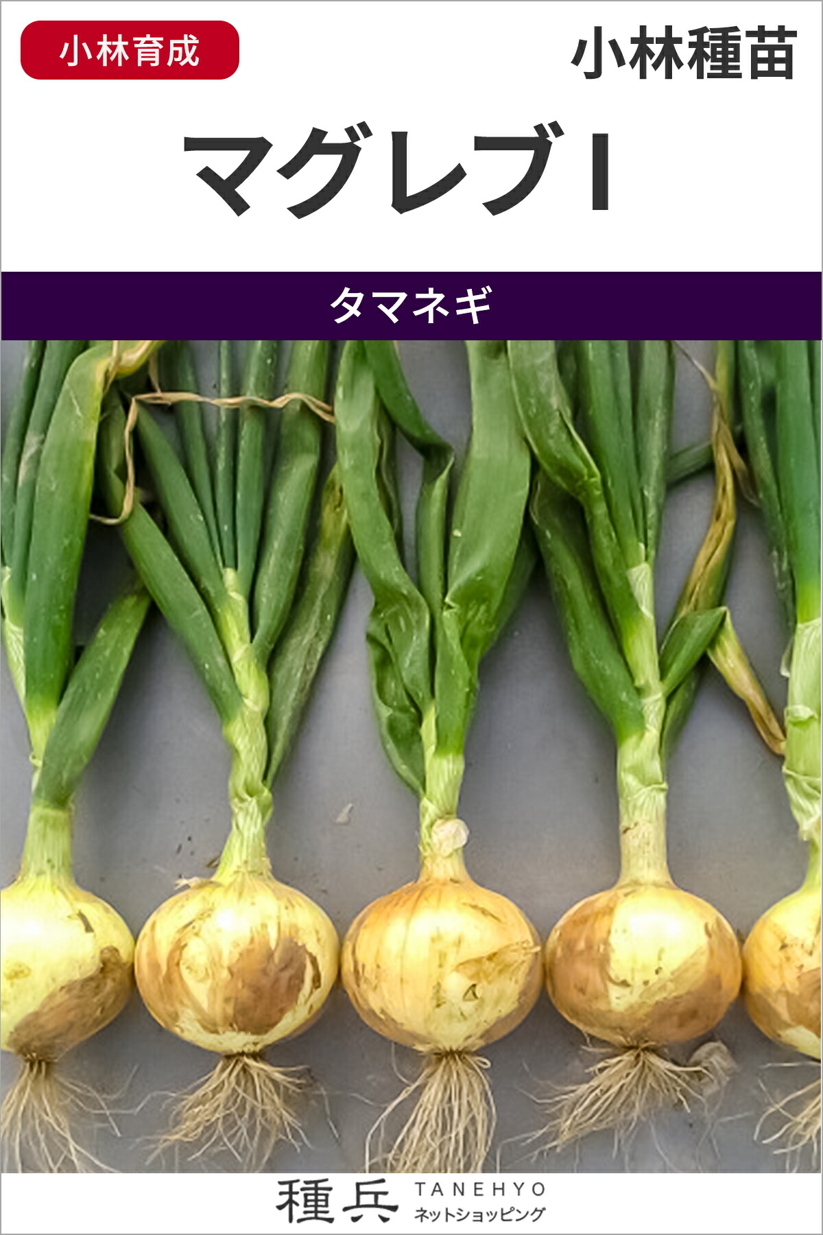 極早生タマネギ 種 『マグレブI』 小林種苗