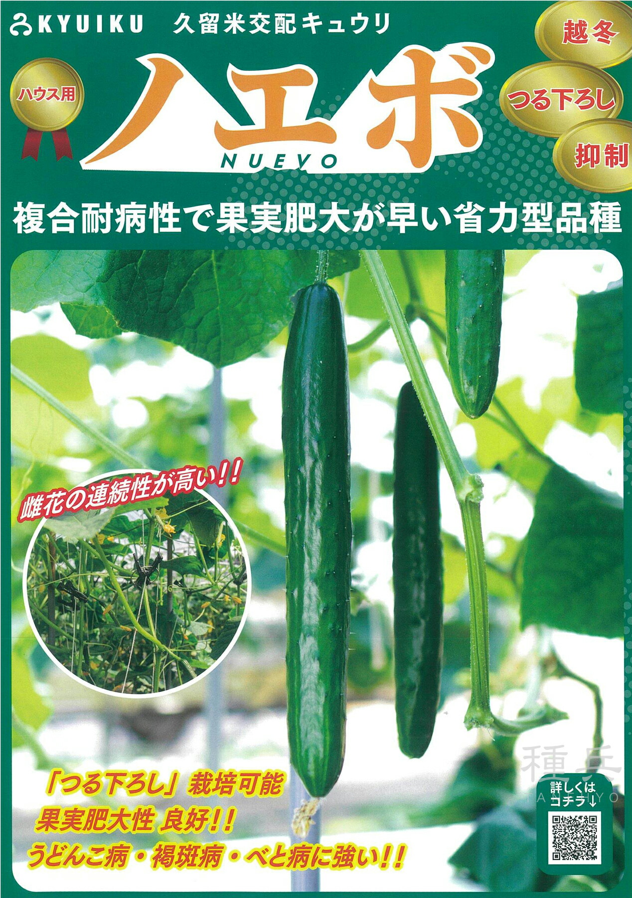 胡瓜 種 『ノエボ』  久留米原種