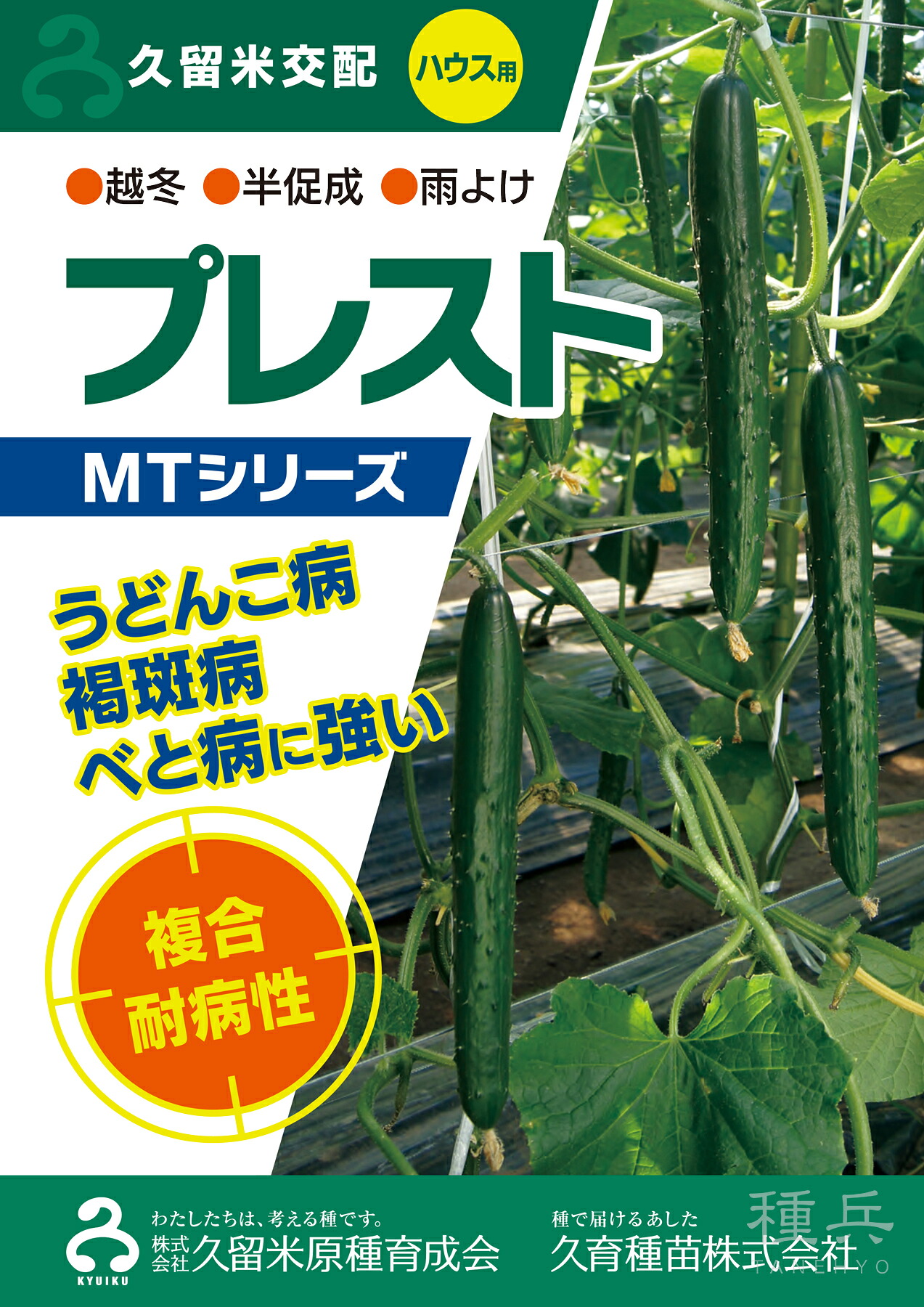 胡瓜 種 『プレスト』  久留米原種