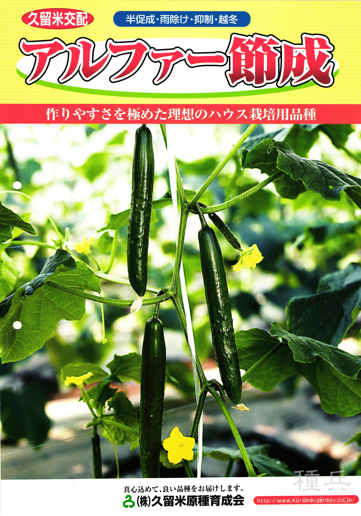 黄瓜 種 『アル毛革節成』  久留米原種 野菜の種子-種子-ガーデニング・農業