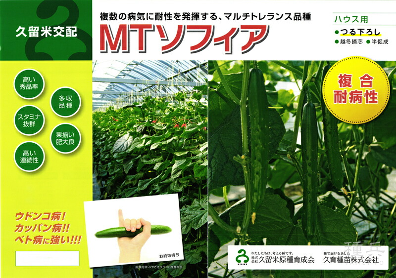 胡瓜 種 『ＭＴソフィア』  久留米原種