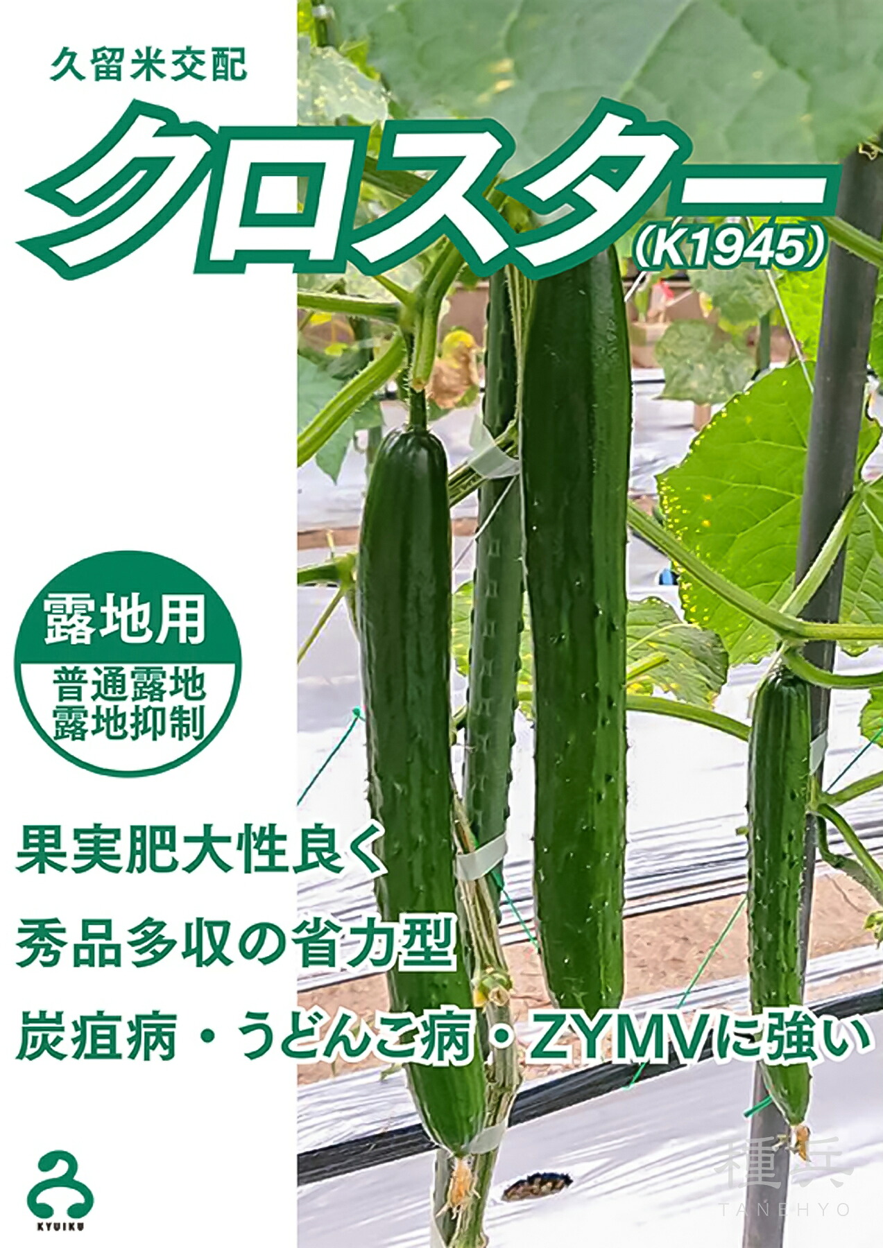 胡瓜 種 『クロはやりっ子（K1945）』  久留米原種