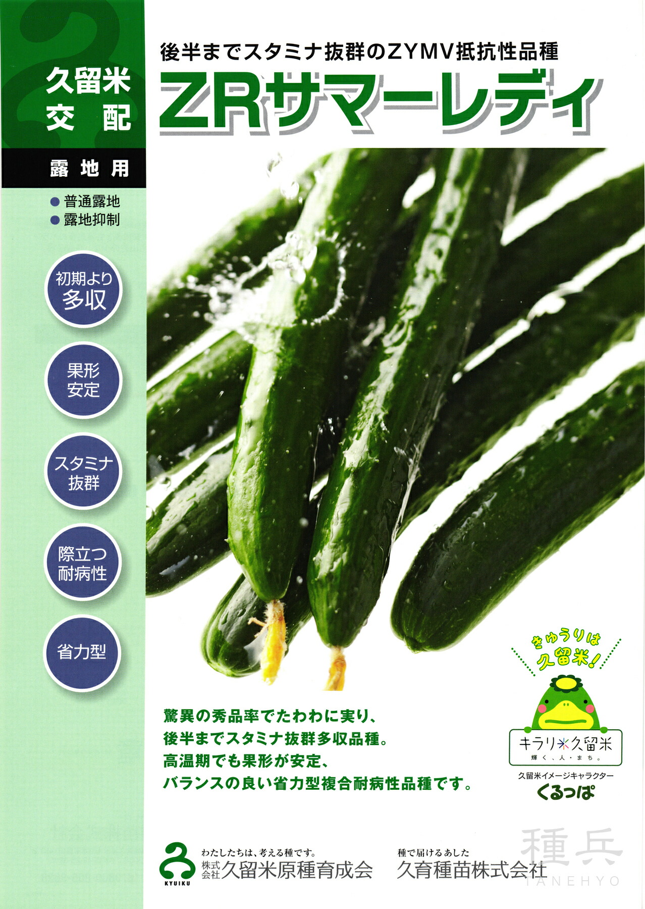 胡瓜 種 『ＺＲ夏時成人女性』  久留米原種