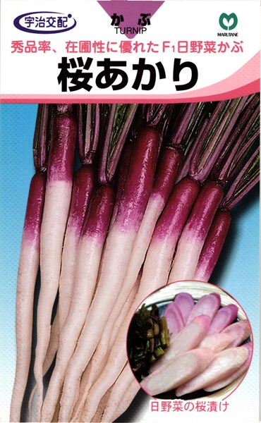 楽天市場 日野菜カブ 種 桜あかり 丸種 20ml 種兵ネットショッピング