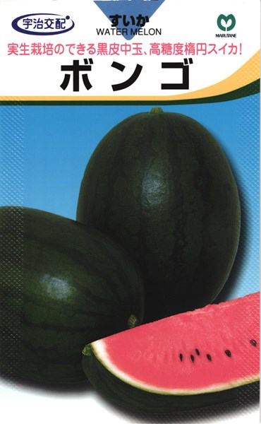 楽天市場】楕円紅小玉スイカ 種 『飛紅船ラルク』 ナント種苗/小袋（7粒） : 種兵ネットショッピング