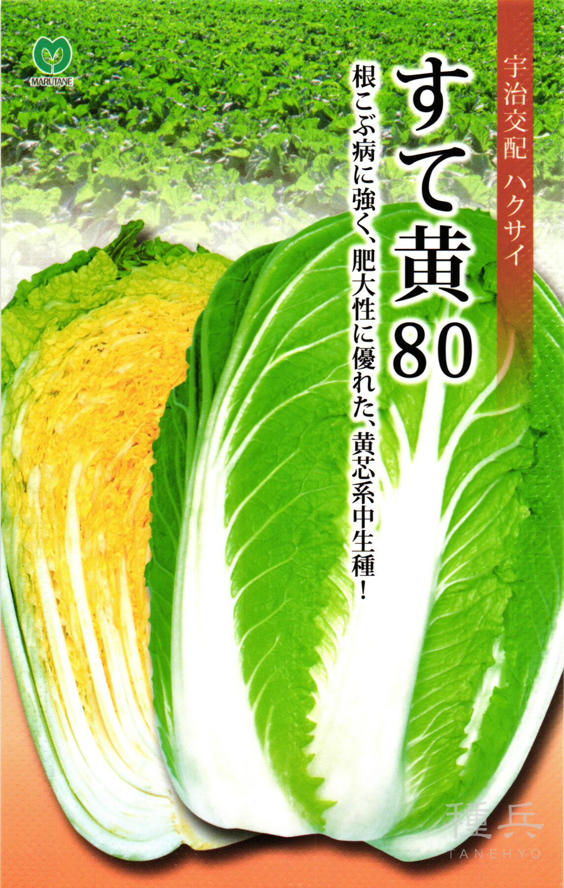 黄芯系中生種ハクサイ 種 『すて黄80』 丸種