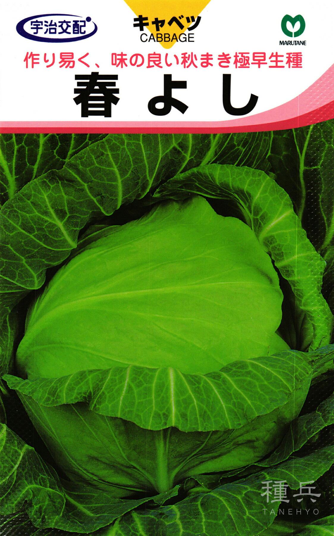秋蒔き極早生キャベツ 種 『春よし』 丸種