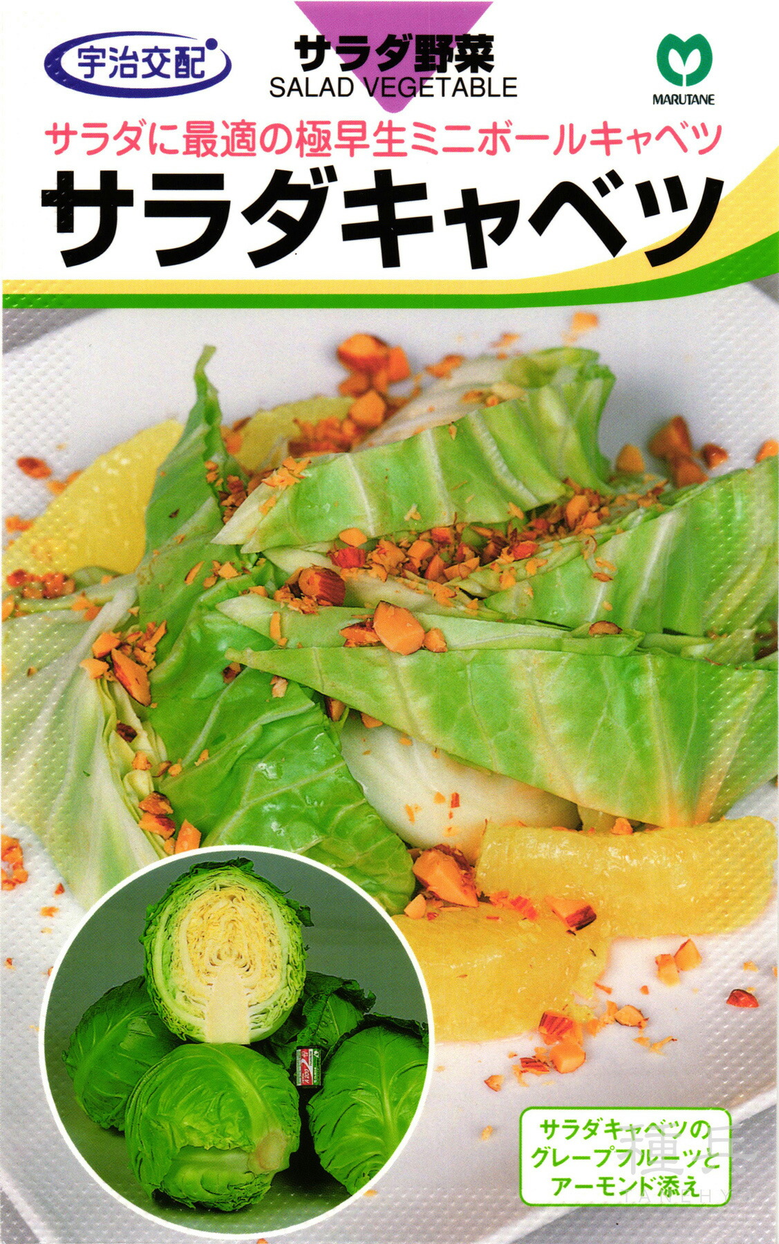 夏秋どりキャベツ 種 『サラダキャベツ』 丸種