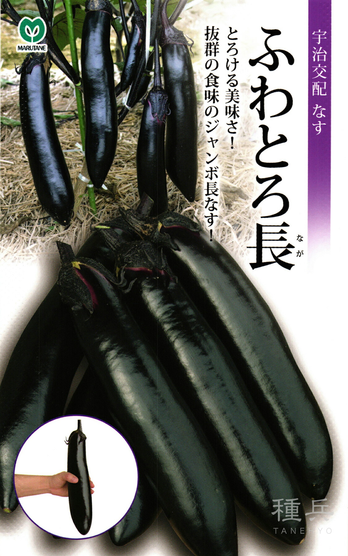 楽天市場】長ナス（単為結果） 種 『PC筑陽』 ANA042 タキイ種苗