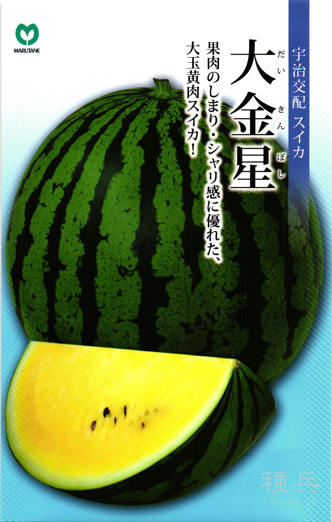 楽天市場】宇治交配 大金星 スイカ 丸種の大玉スイカ品種