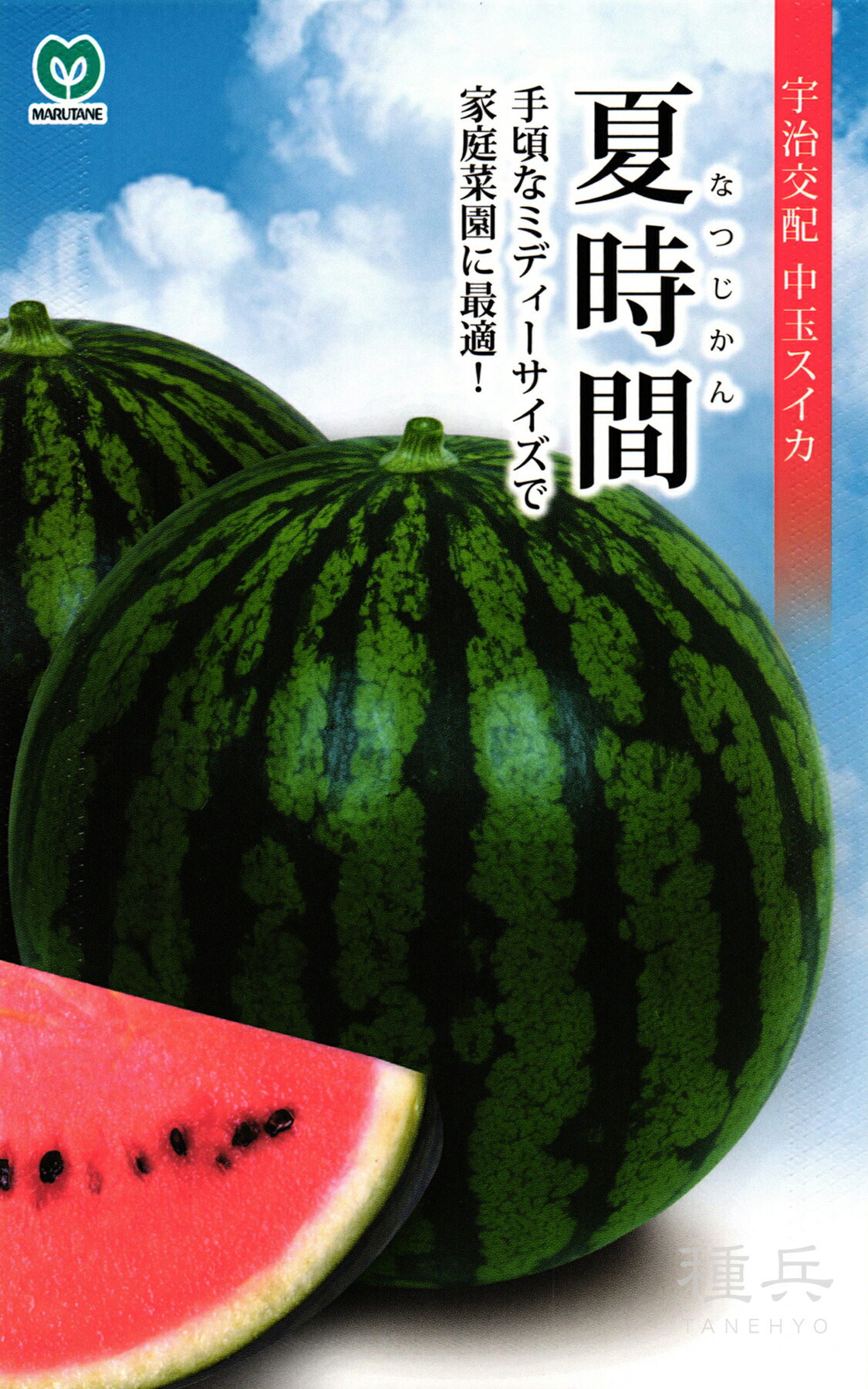スイカサマーページ 楽天市場】「夏植えスイカの苗 サマーオレンジベビー」9cmポット