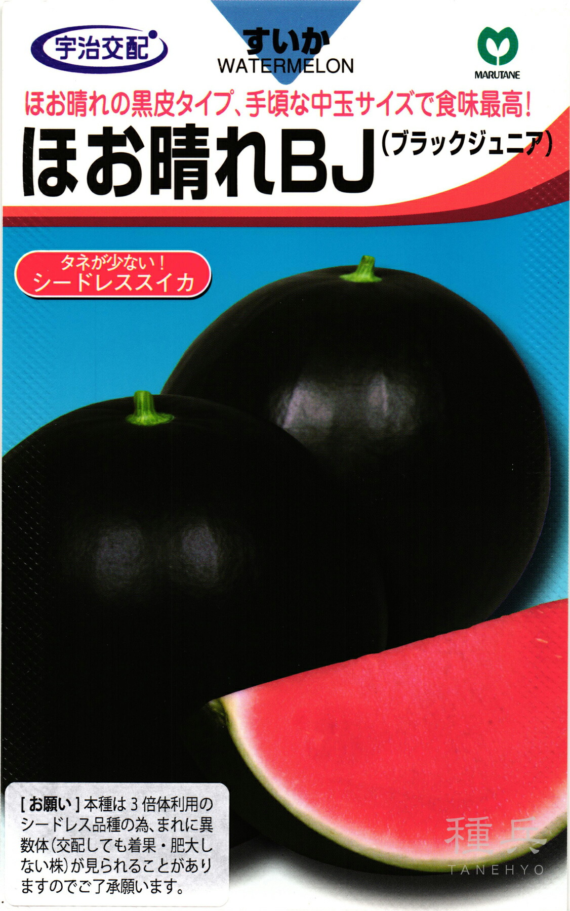 楽天市場】「夏植えスイカの苗 サマーオレンジベビー」9cmポット