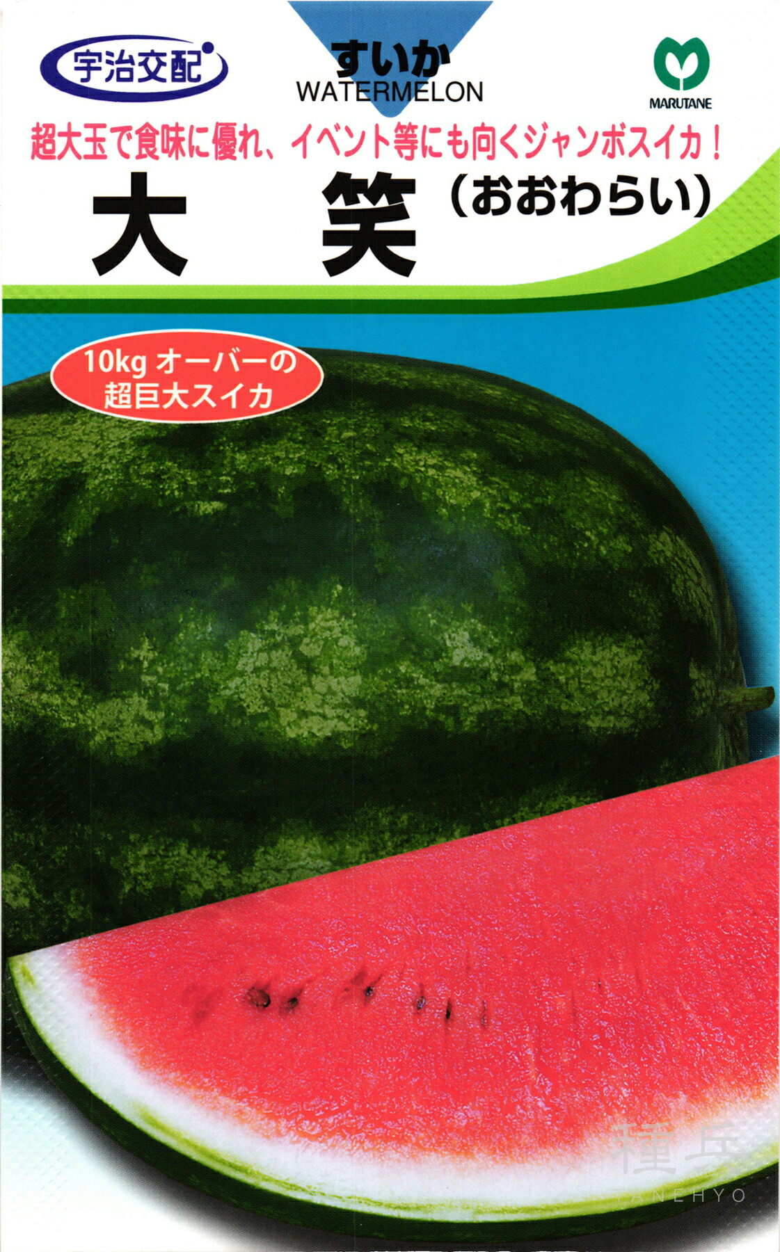 ジャンボスイカ 種 『大笑』  丸種