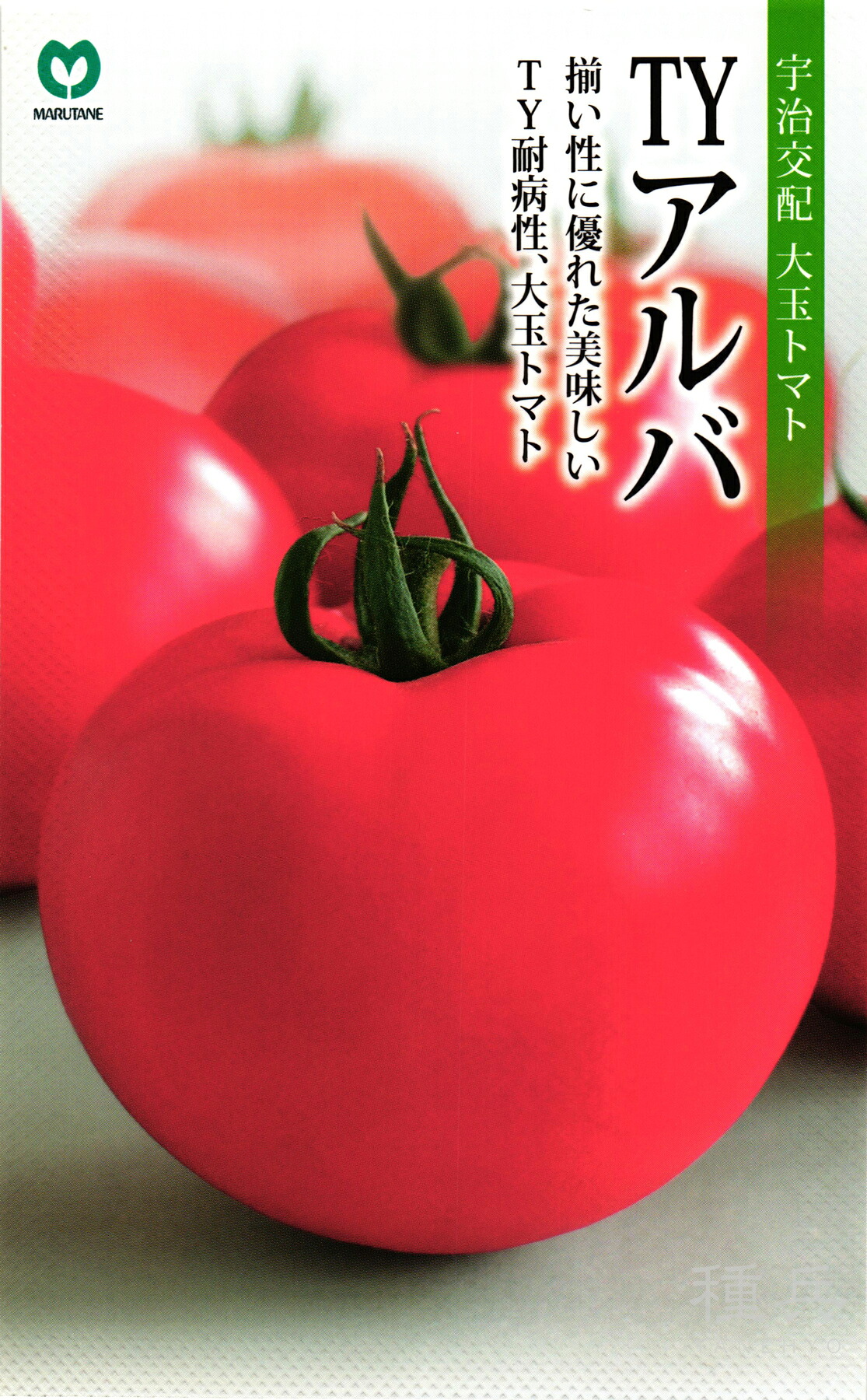 大玉赤なす 種 『TYアルバ』  丸種