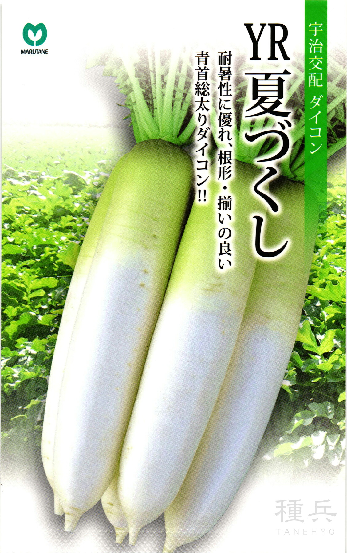 秋清白 種 『YR夏づくし』  丸種