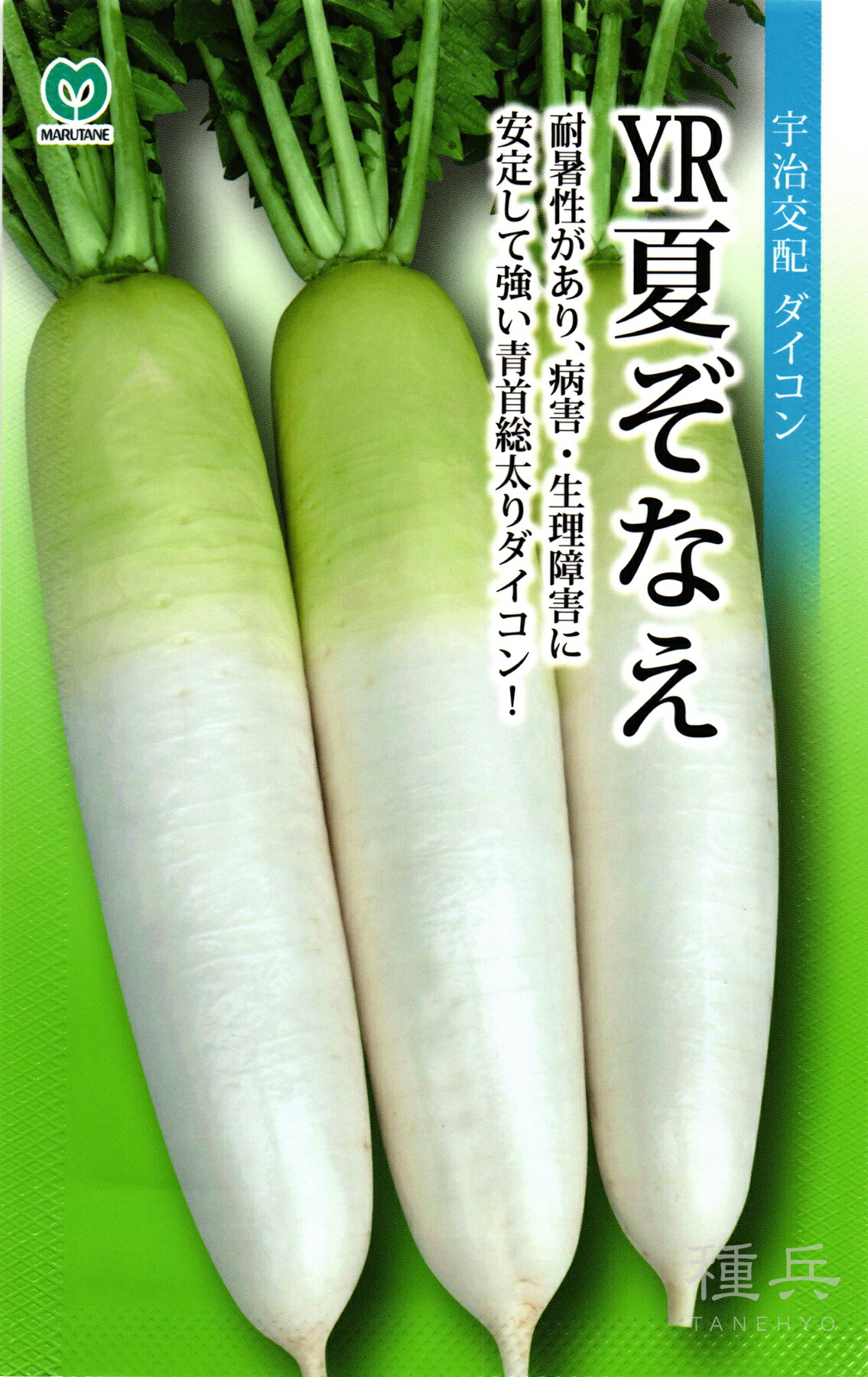 秋清白 種 『YR夏ぞなえ』  丸種