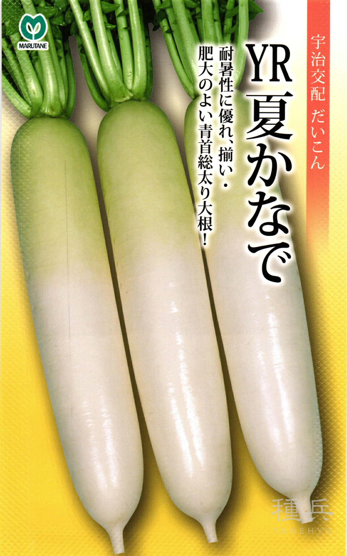 秋蘿蔔 種 『YR夏かなで』  丸種