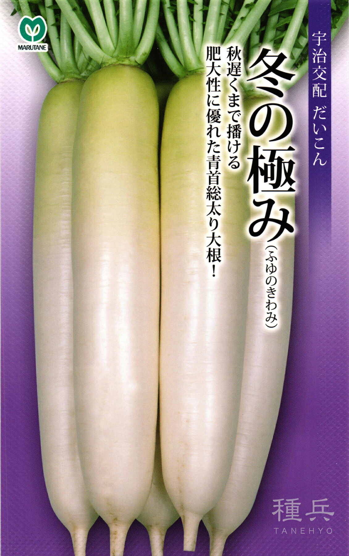 秋蘿蔔 種 『冬の極み』  丸種