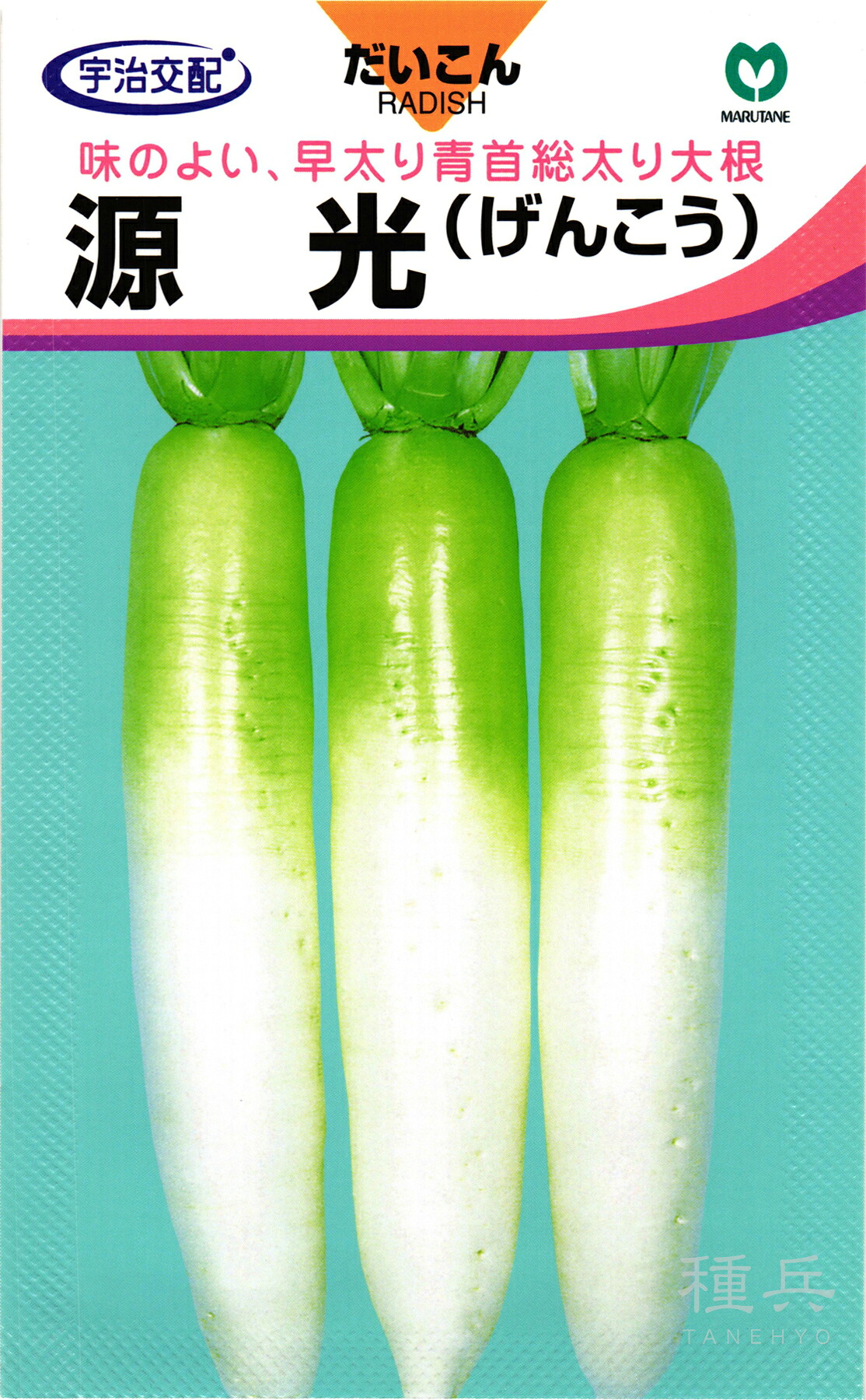 秋ダイコン 種 『源光』 丸種