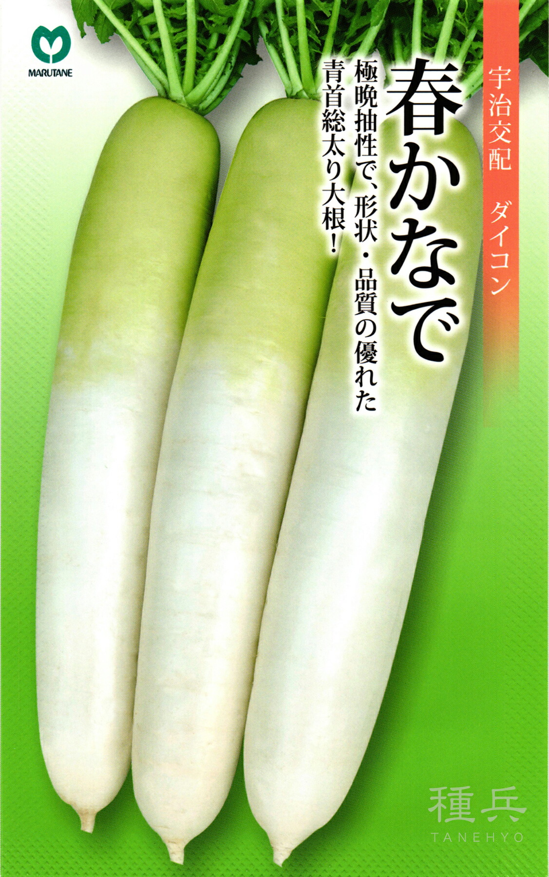 春蘿蔔 種 『春かなで』  丸種