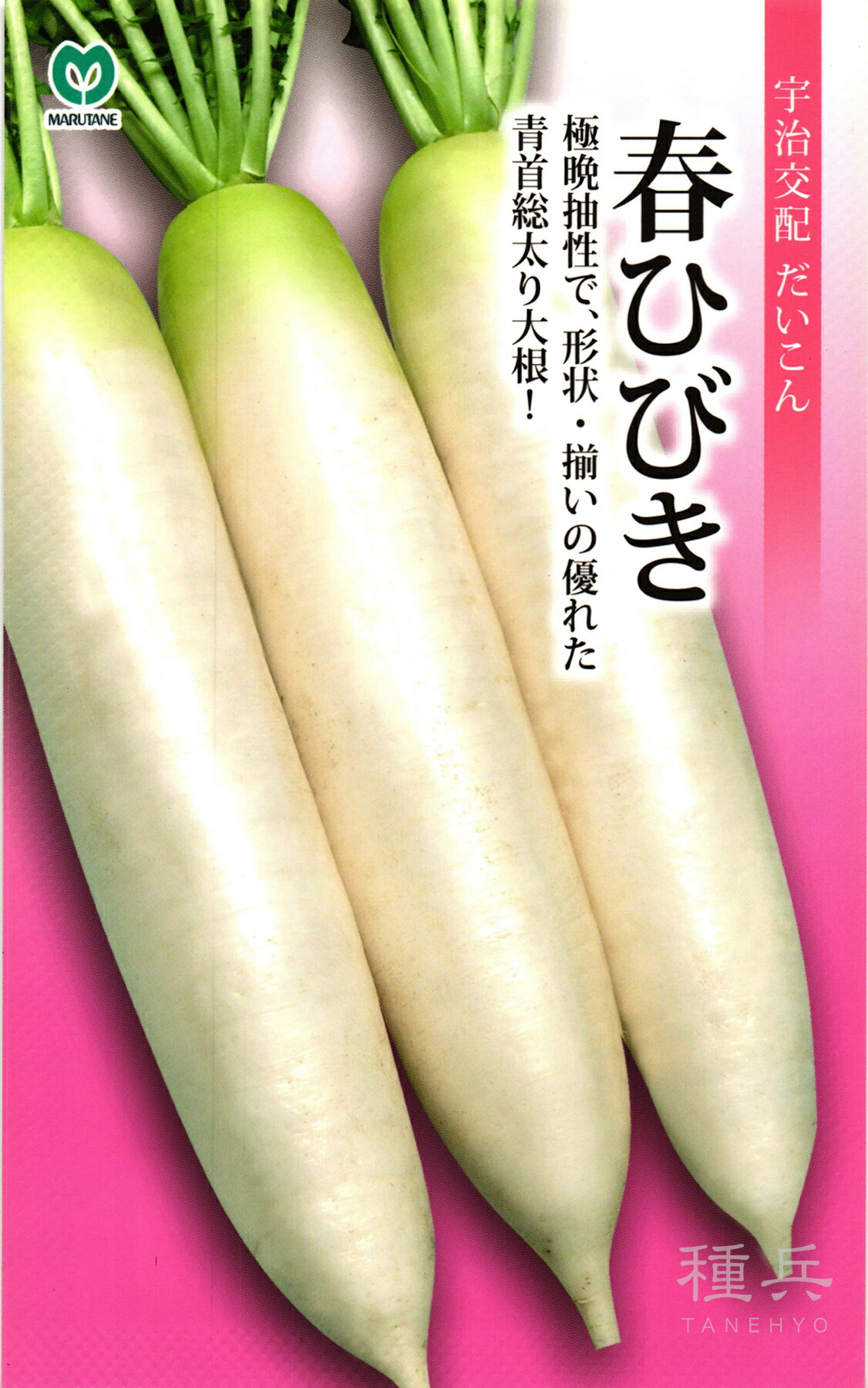 春蘿蔔 種 『春ひびき』  丸種