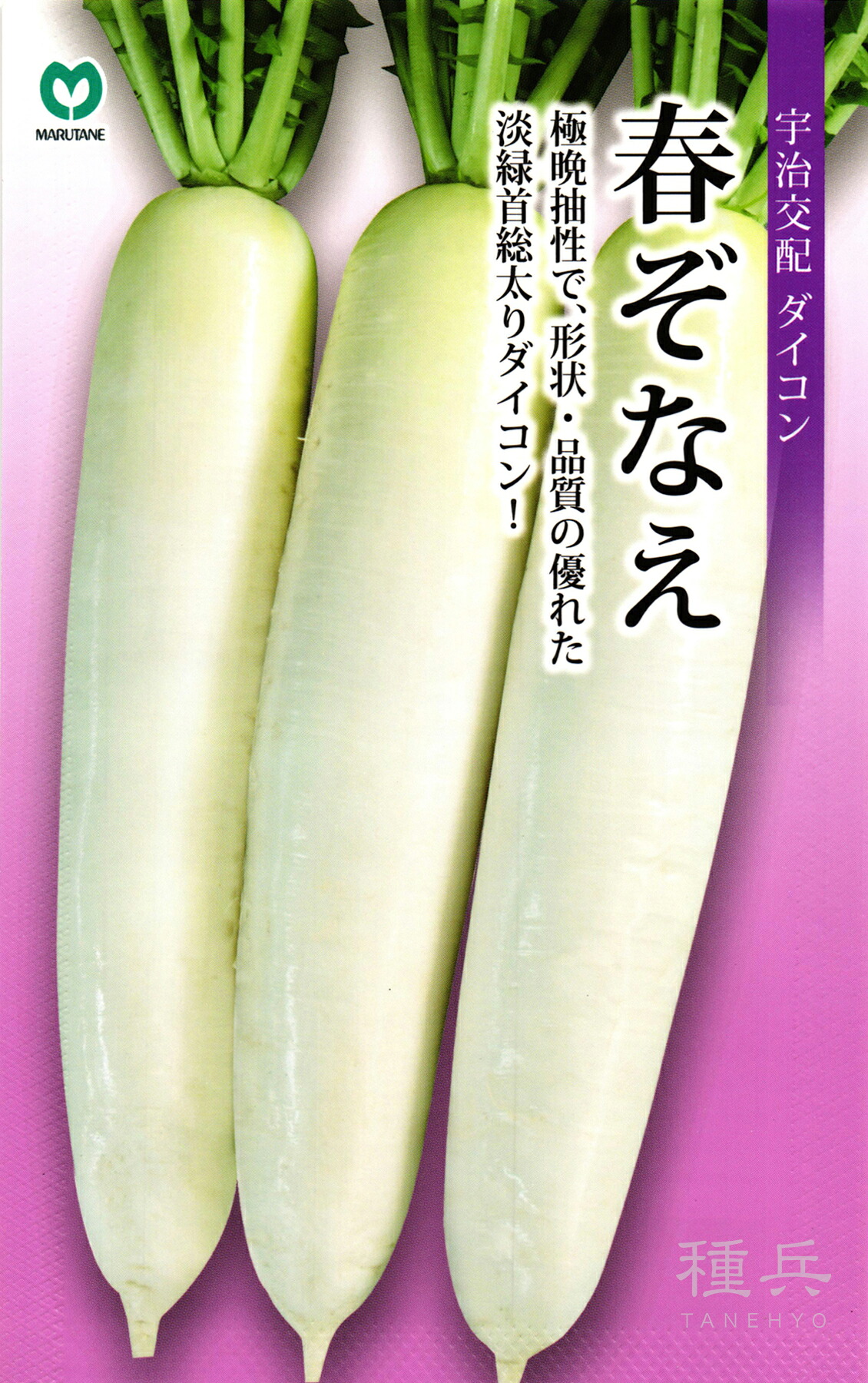 春蘿蔔 種 『春ぞなえ』  丸種