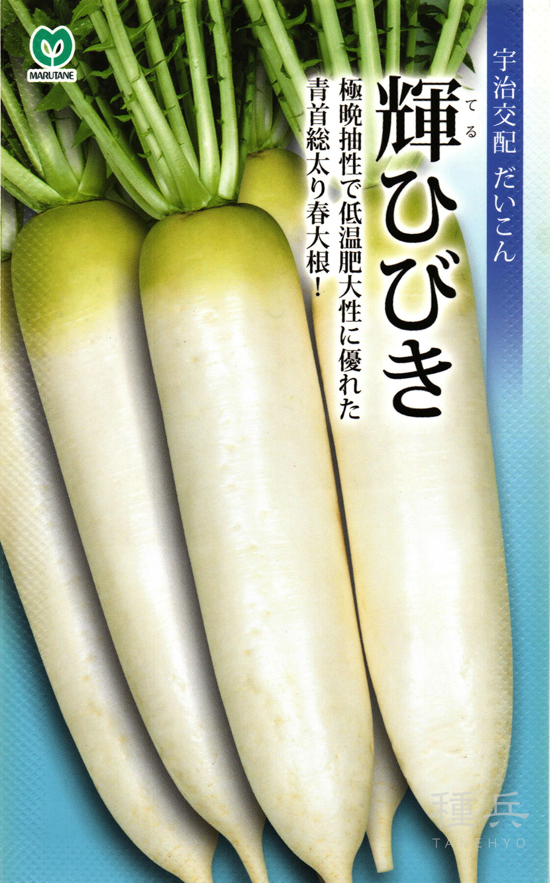 春蘿蔔 種 『輝ひびき』  丸種