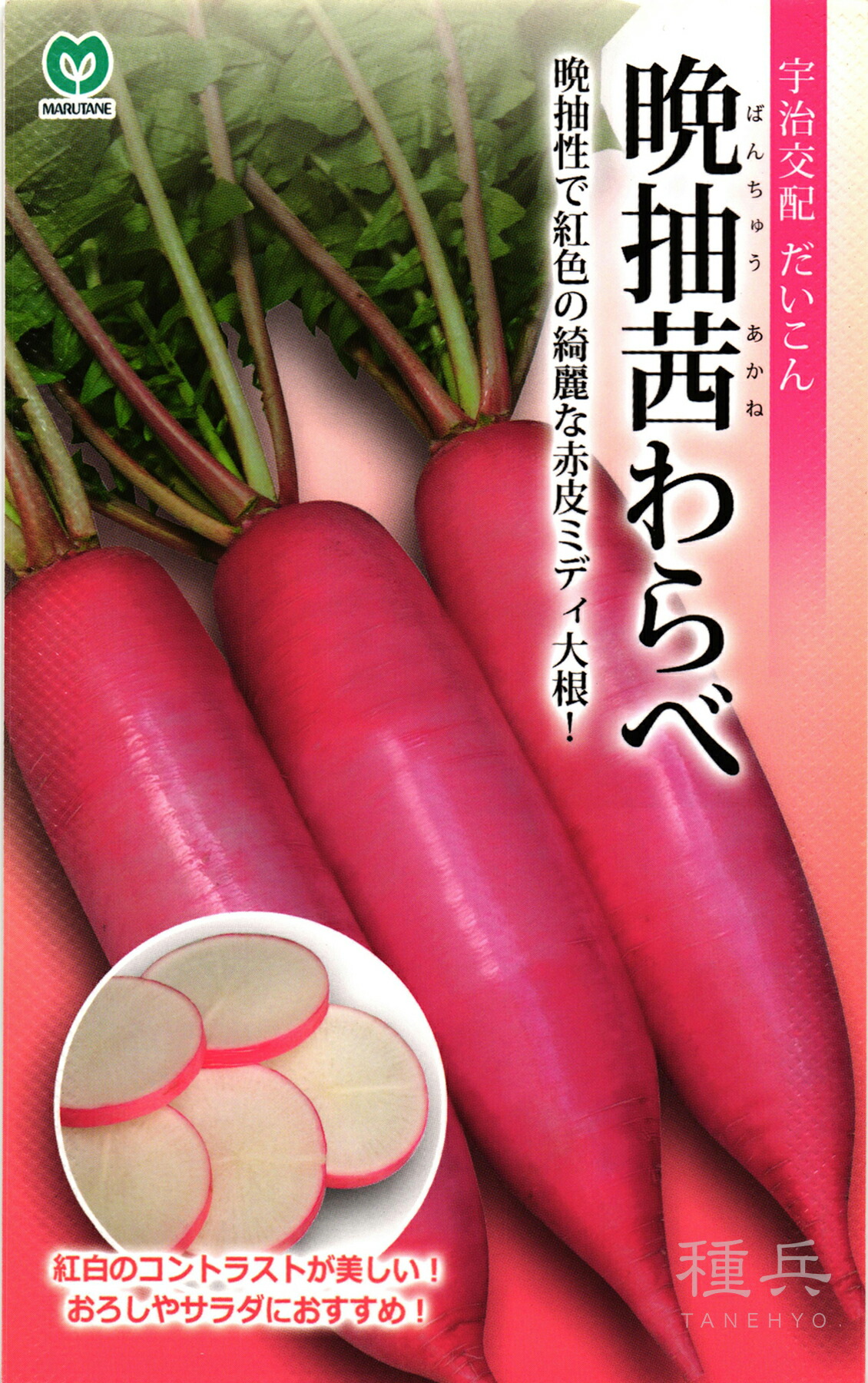 赤皮MIDI清白 種 『晩抽茜わらべ』  丸種