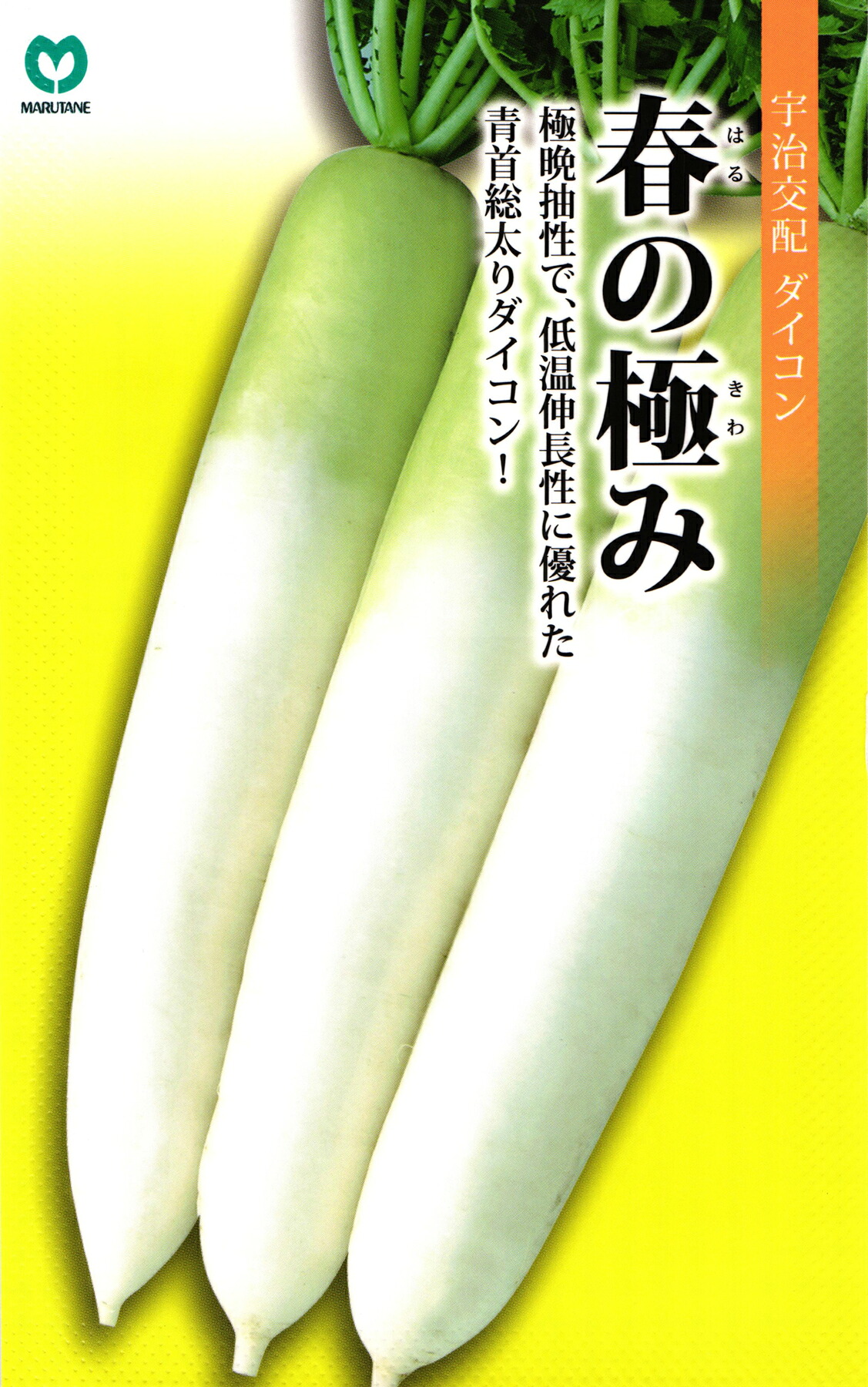 蘿蔔 種 『春の極み』  丸種
