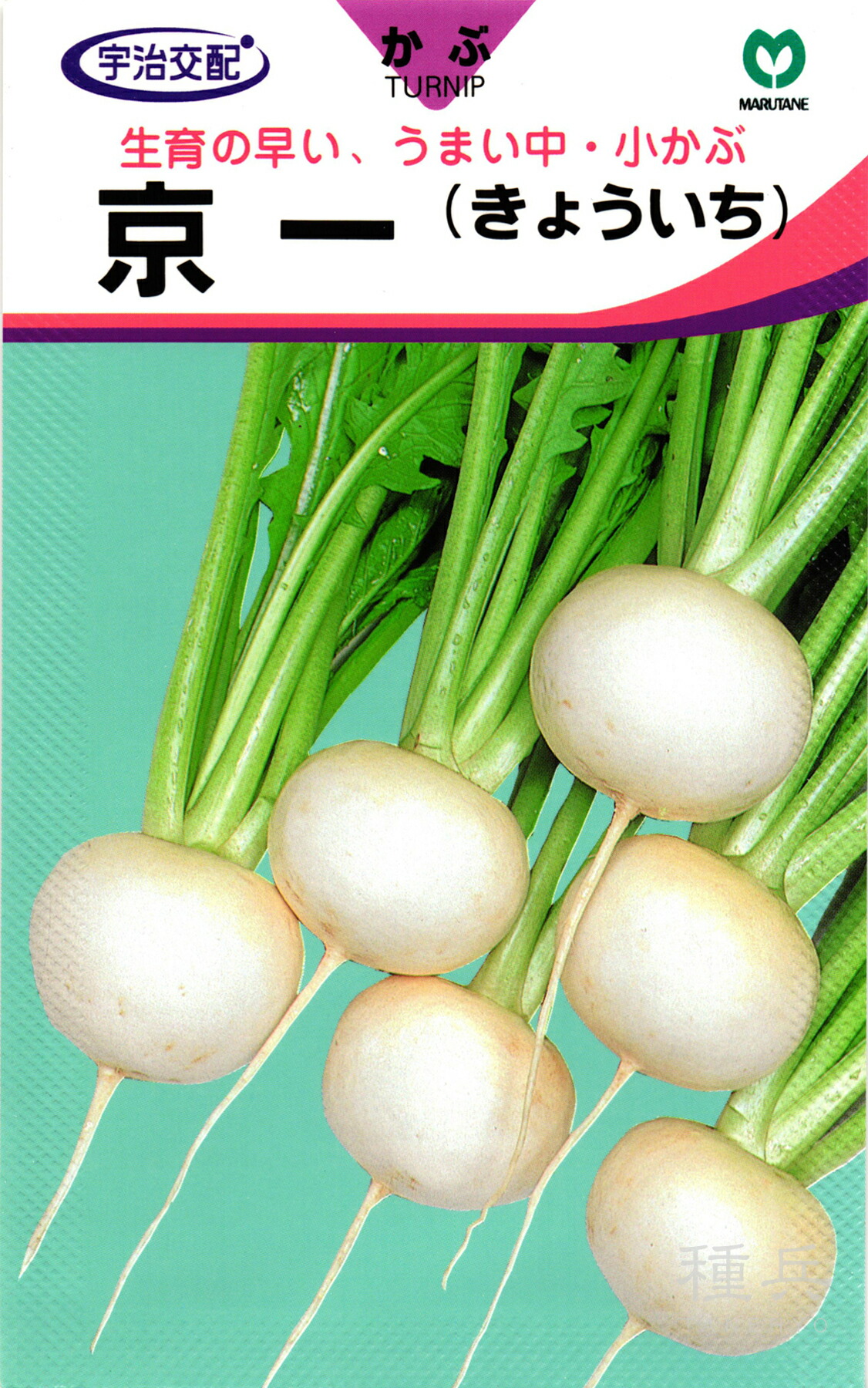小～中小僧 種 『京一』  丸種