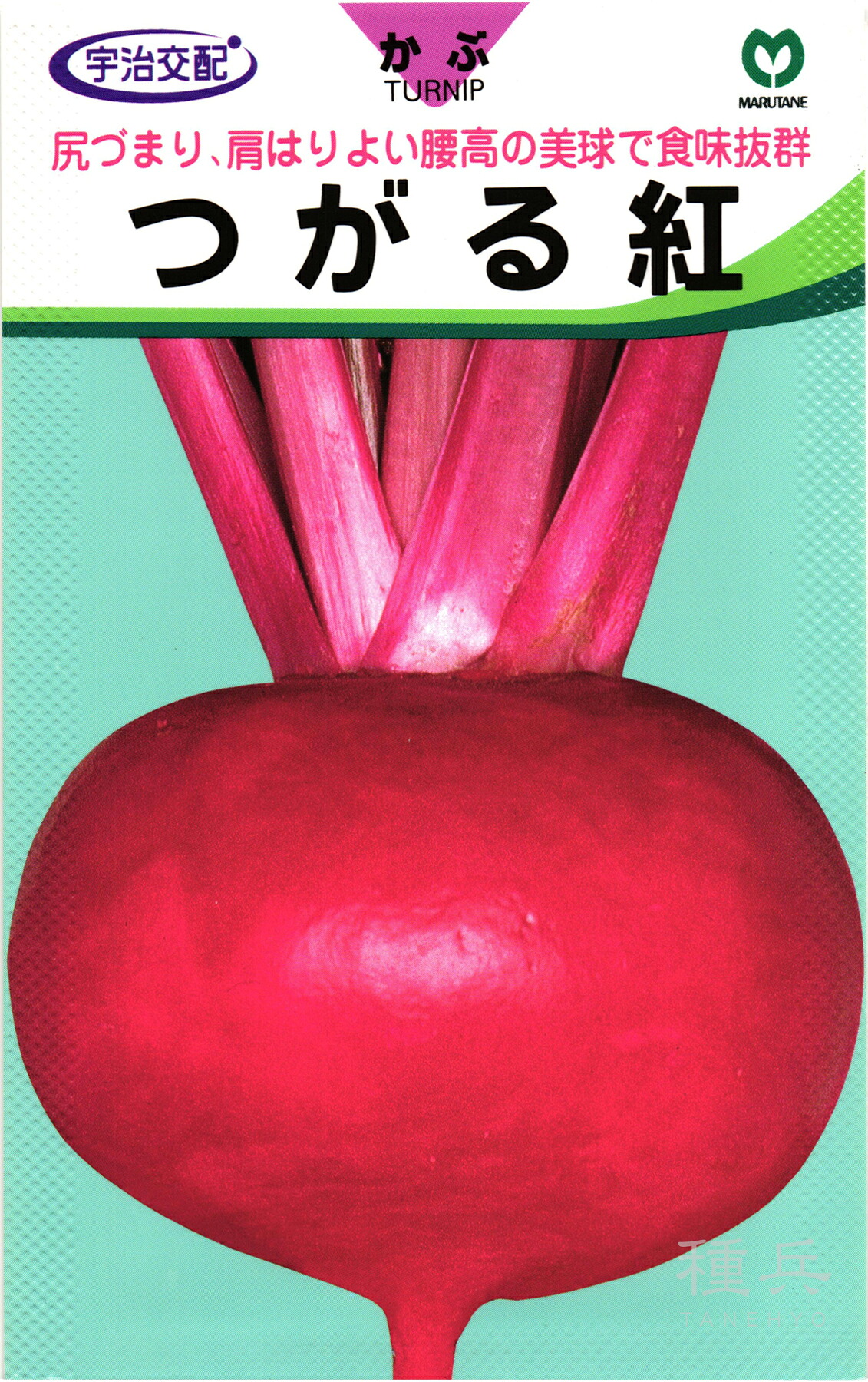 赤小僧 種 『つがる紅』  丸種