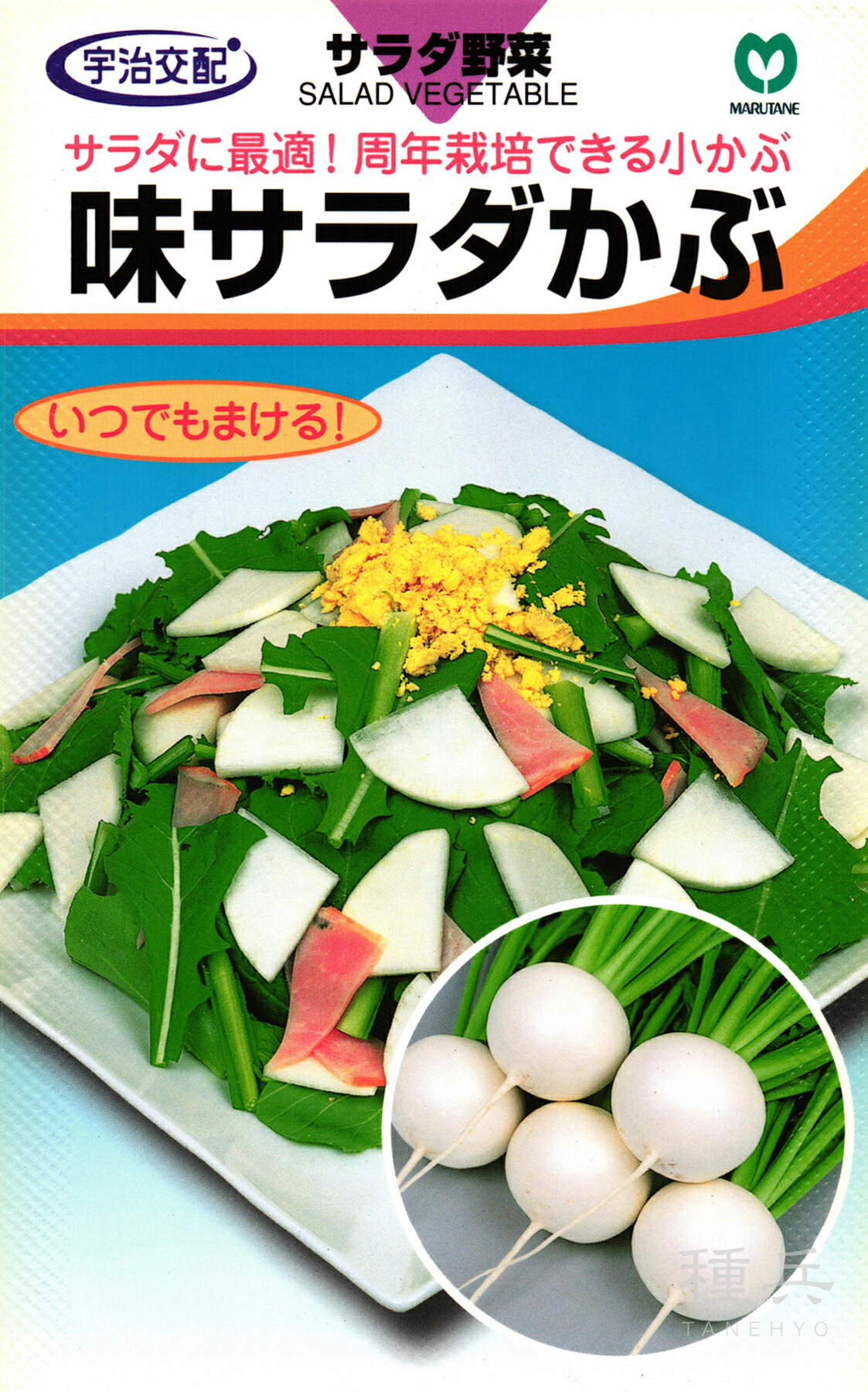 小少年 種 『味サラダ菜かぶ』  丸種