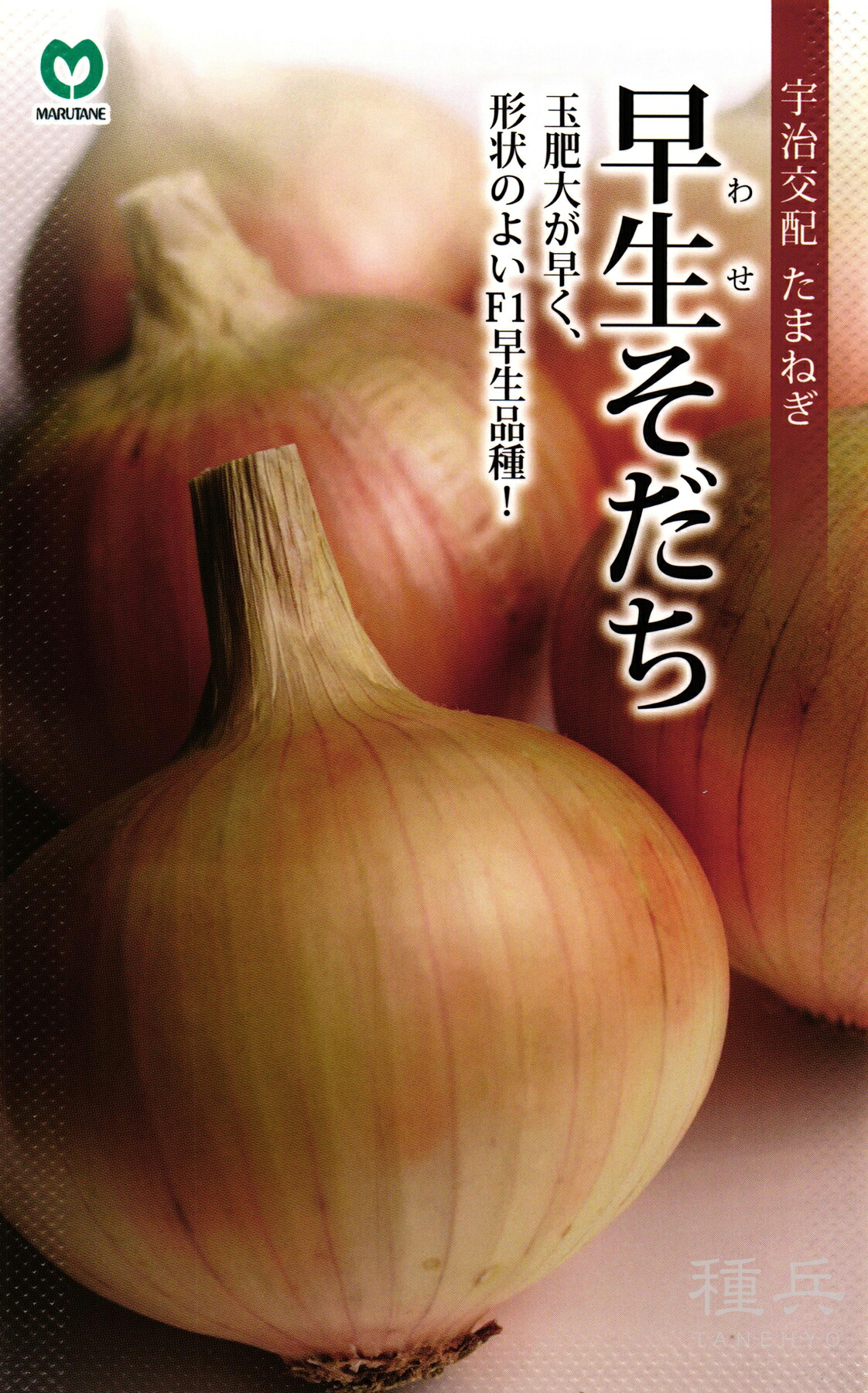 早生玉ねぎ 種 『早生そだち』  丸種