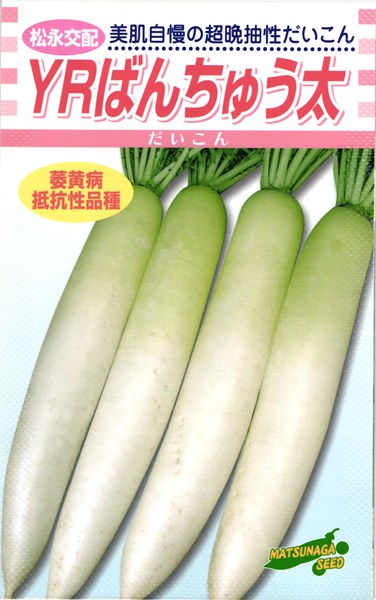 709円 今ならほぼ即納！ ダイコン 種 YRばんちゅう太大根 松永種苗 20ml