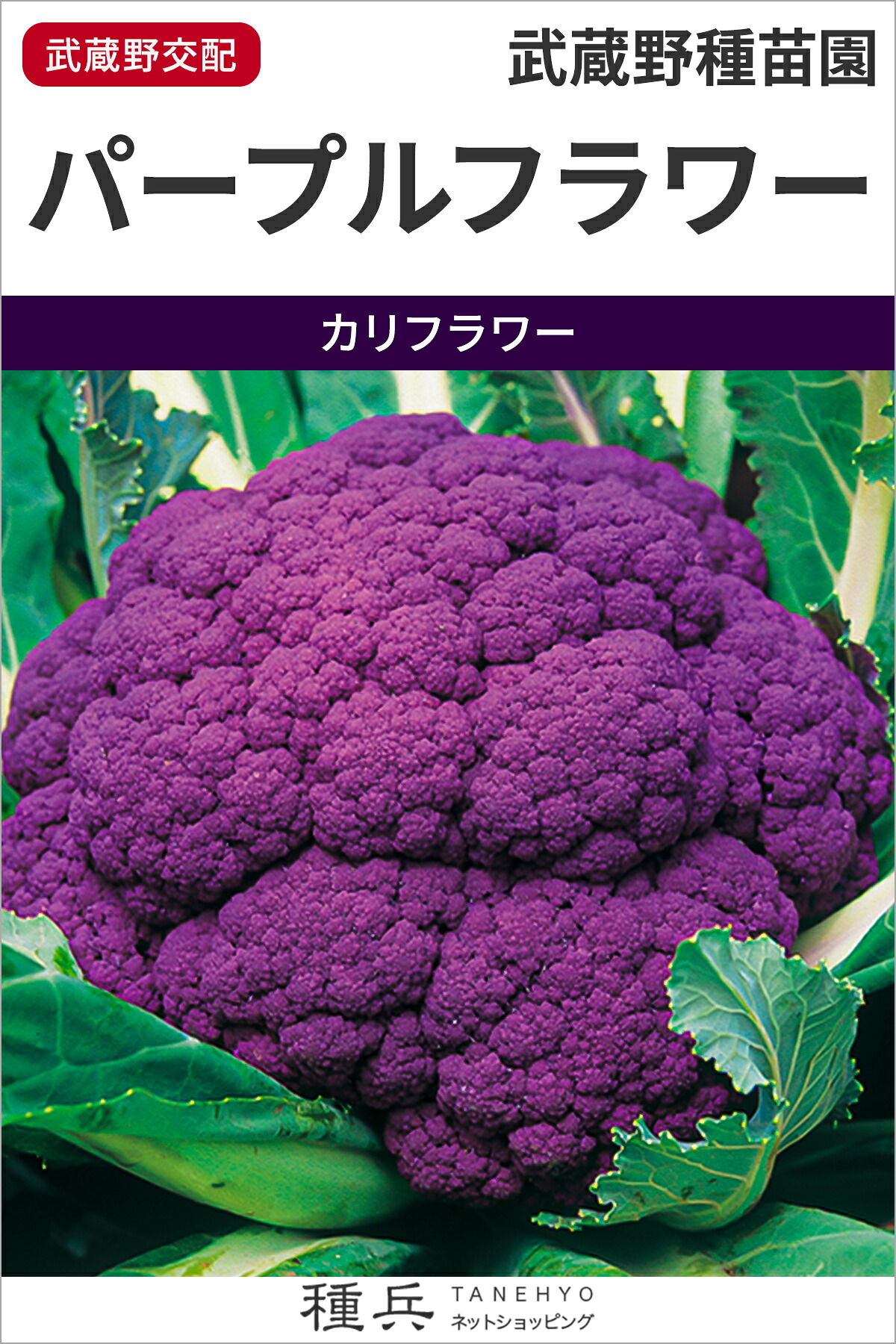 紫ブロッコリー 種 『パープルフラワー』 武蔵野種苗園