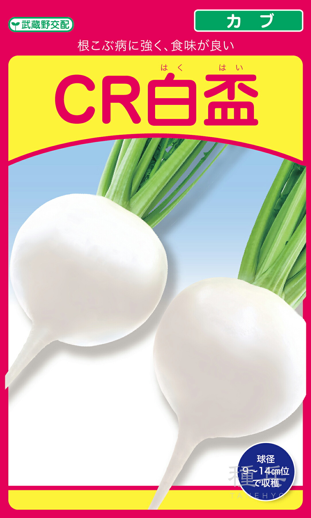 中小僧 種 『CR白盃』  武蔵野種苗園