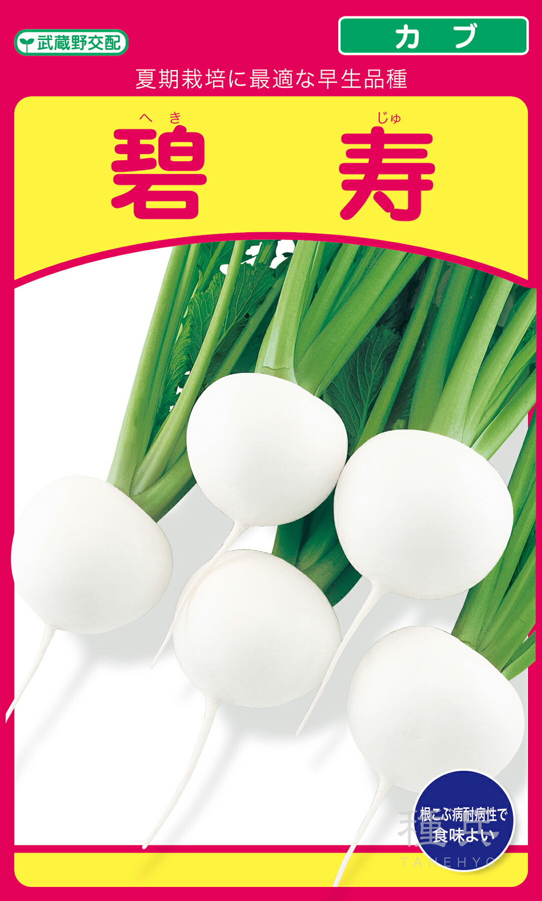 小小僧 種 『碧寿』  武蔵野種苗園
