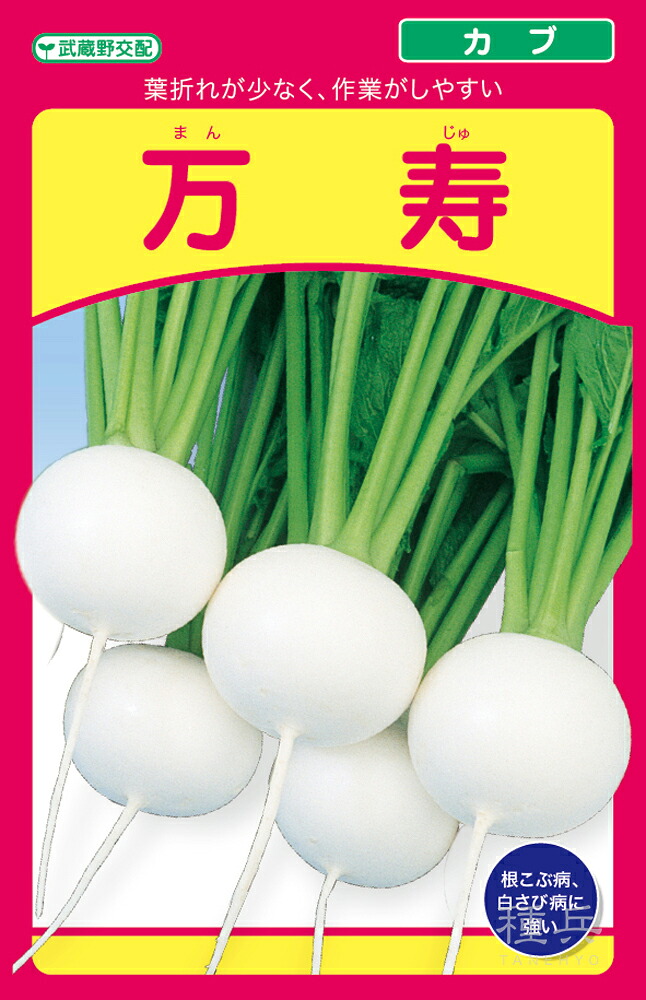 小小僧 種 『万寿』  武蔵野種苗園