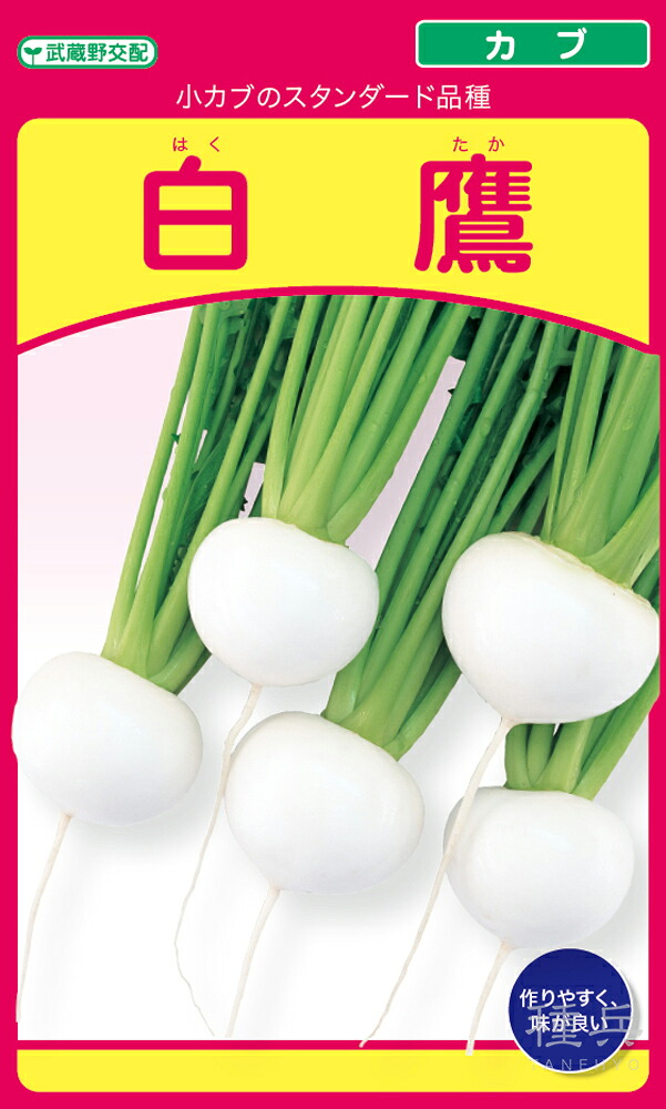 小小僧 種 『白鷹』  武蔵野種苗園