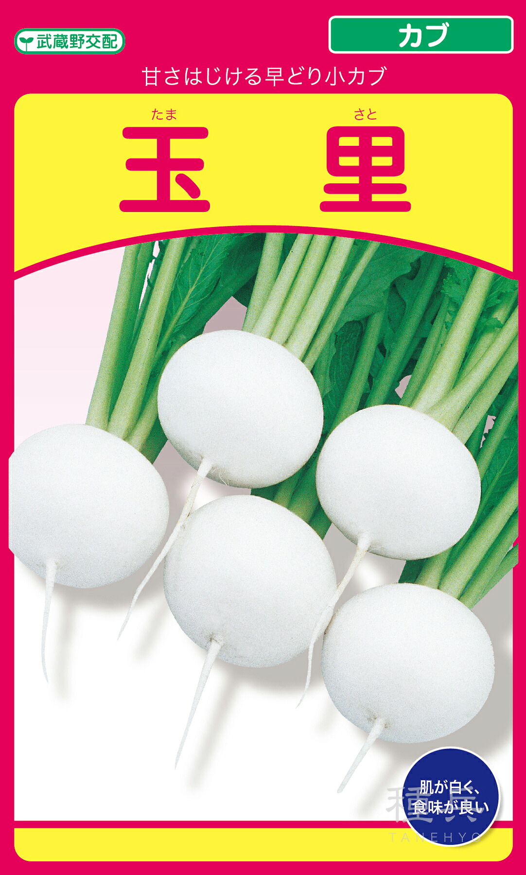 小少年 種 『玉里』  武蔵野種苗園