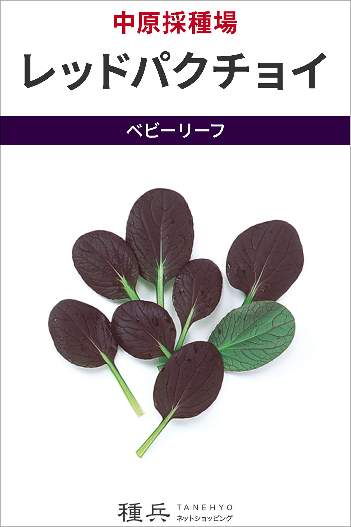 もの言う花岩礁 種 『F1 レッドパクチョイ』  中原採種場