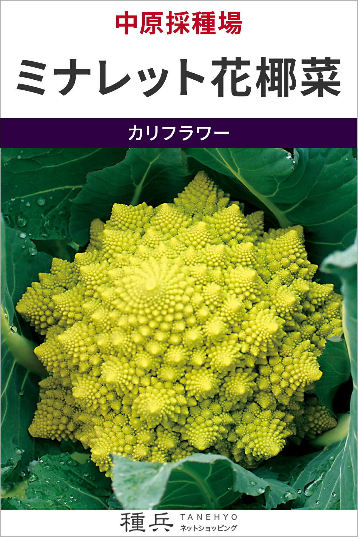 ロマネスコ 種 『ミナレット花椰菜』 中原採種場