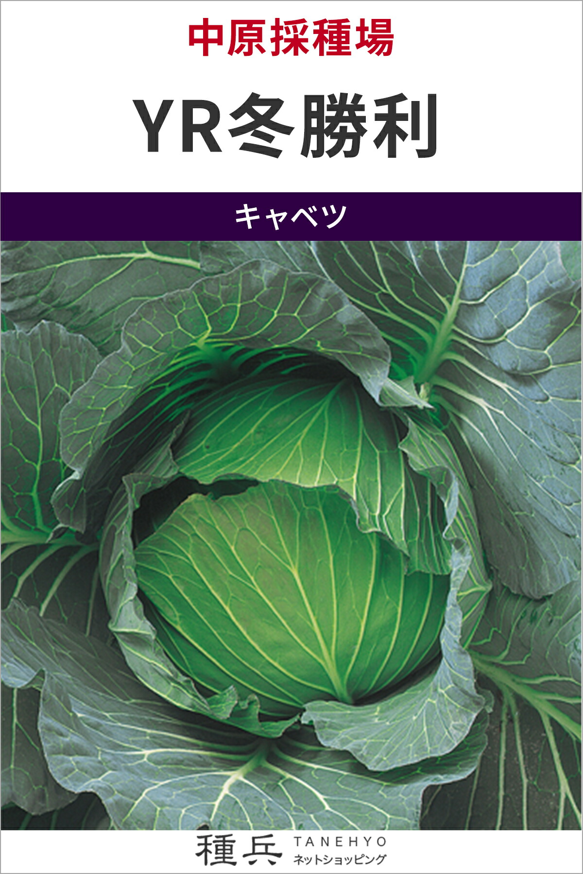 寒玉球菜 種 『YR冬贏ち得る』  中原採種場